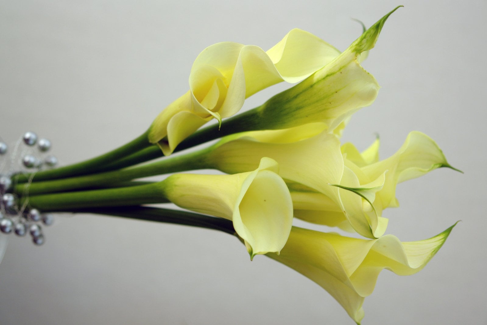 yellow flowers